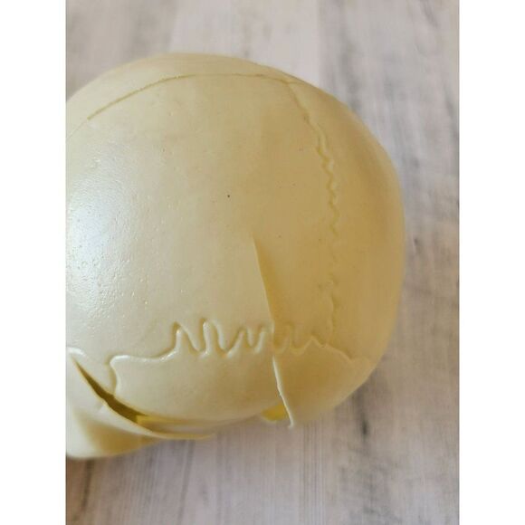 Halloween plastic AS IS skeleton head prop Decor scary - Picture 5 of 5